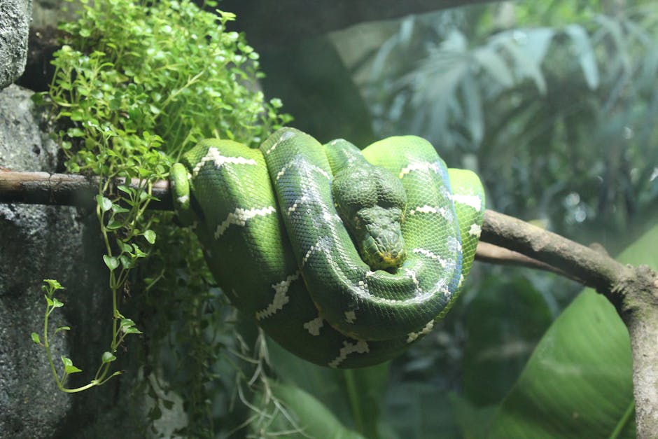Vibrant green python snake coiled on a branch, a visual metaphor for Python's powerful evolution in AI automation.