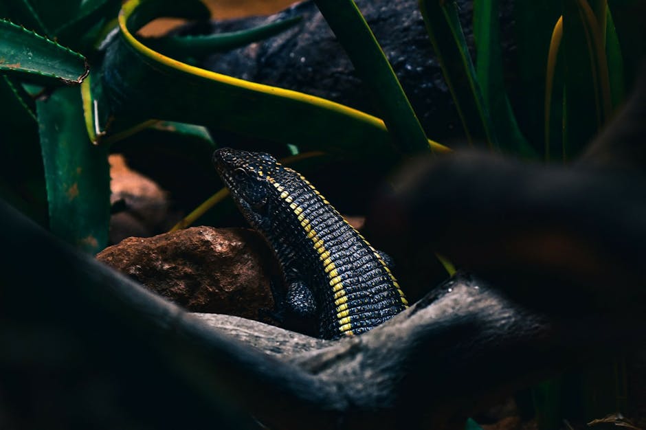 Black lizard with vibrant yellow stripes on its back, nestled among dark green plants and rocks.